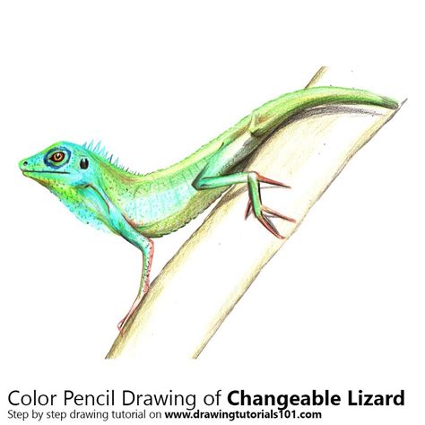 They wanted me to draw them a detailed lizard tattoo. Changeable Lizard Colored Pencils - Drawing Changeable ...