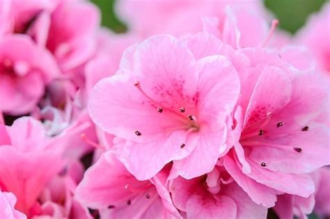 What Types Of Pink Flowers And How To Maintain Floweradvisor