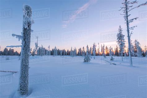 Sunset On Trees Covered With Ice In The Boreal Forest Taiga Kiruna