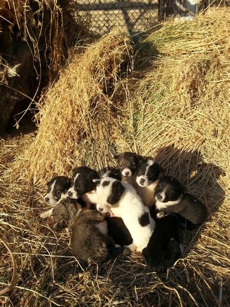 Орлан туркменский волкодав dogs alabai сао central asian dogs alabai turkmen itleri alabay. National Dogs of Turkmenistan - Turkmenian Alabai | Alabai ...