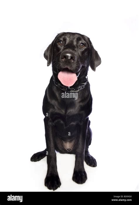 Black Lab Panting Hi Res Stock Photography And Images Alamy