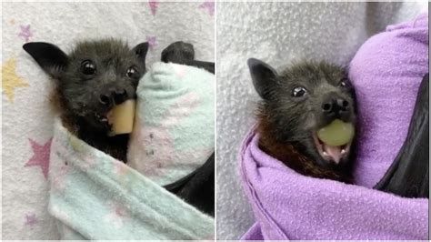 Cute Fruit Bat Eating Maanasthan