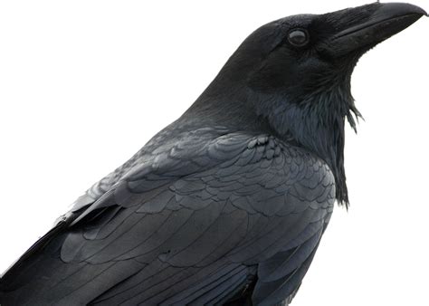 These species do not form a single taxonomic group within the genus. Raven PNG