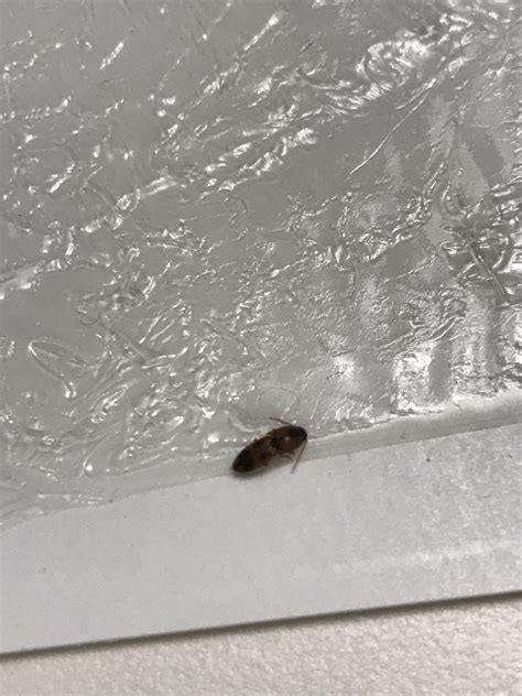 What Is This Bug Found In Our Bathroom In Michigan Whatsthisbug