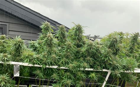 How Much Weed Can You Really Grow From 4 Plants
