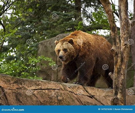 Brown Bear Paces At The Indianapolis Zoo Stock Photo Image Of Furry