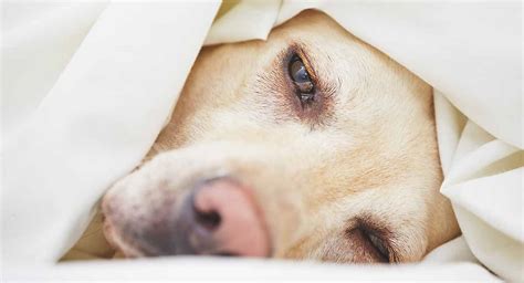 Signs Of Cancer In Dogs A Vets Guide To The Symptoms Of Canine Cancer