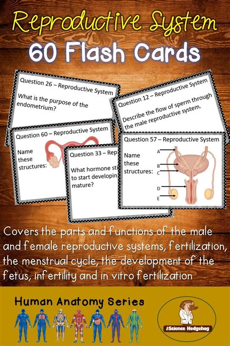 Reproductive System Flash Cards Come In Two Sets With Answers On The