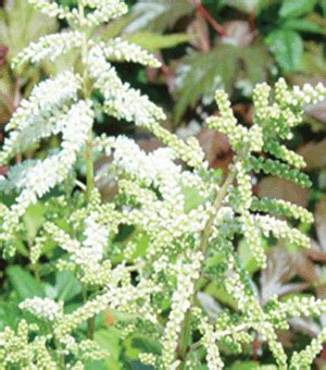 Shorter and earlier than other whites, this astilbe will bloom in early summer. Astilbe, Deutschland White | Meadows farms, Summer flowers, Astilbe