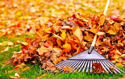 5 Ways To Get Your Garden Ready For Winter
