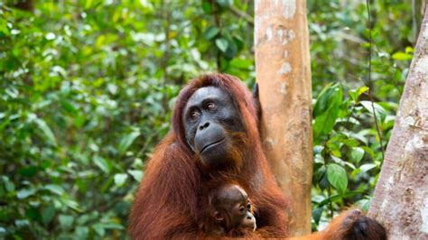 The Sumatran Orangutan: A Fascinating Creature in the Rainforests