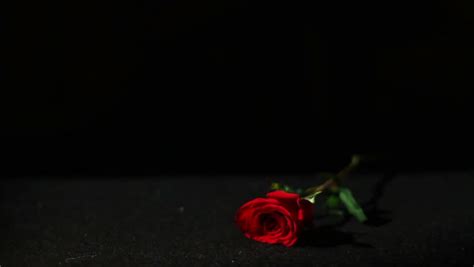 Free Download Red Rose And Candle On Black Background Stock Footage