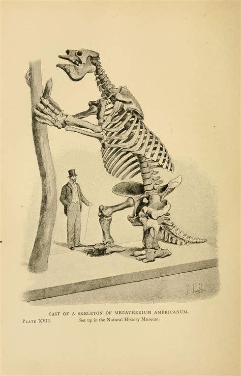 Giant ground sloths were large, lumbering beasts that lived in the americas during the ice age. The giant sloth megatherium was a vegetarian