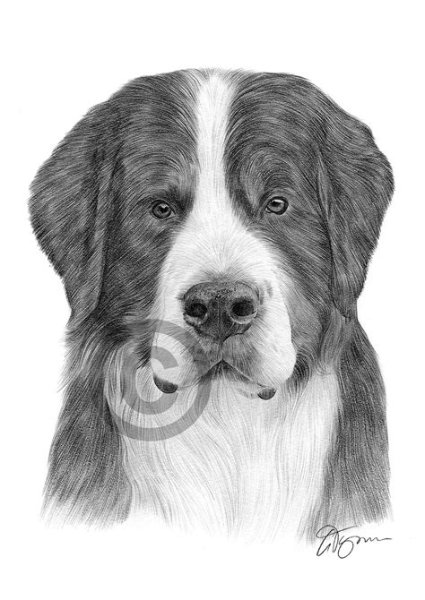Bernese Mountain Dog Pencil Drawing Artwork Print A4 A3