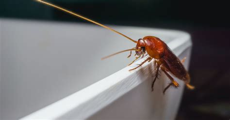 However, it must be reviewed by fixr before going live. Petri Pest Control Services Review - This Old House