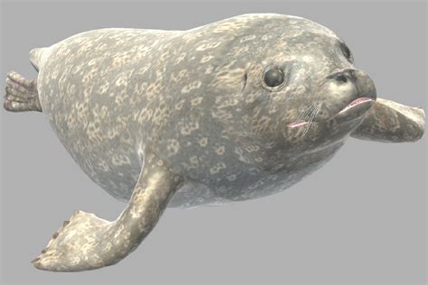 Earless Seal Characters Unity Asset Store