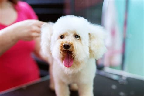 The most popular dog breeds that do need to get their ears cleaned are poodles, schnauzers, lhasa's, and shihtzus, as they are more prone to hair and wax buildup in their. Ear Infection in Poodles: Causes, Treatment, and ...