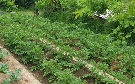 Réussir Sa Culture De Pommes De Terre Lepotagerautonome