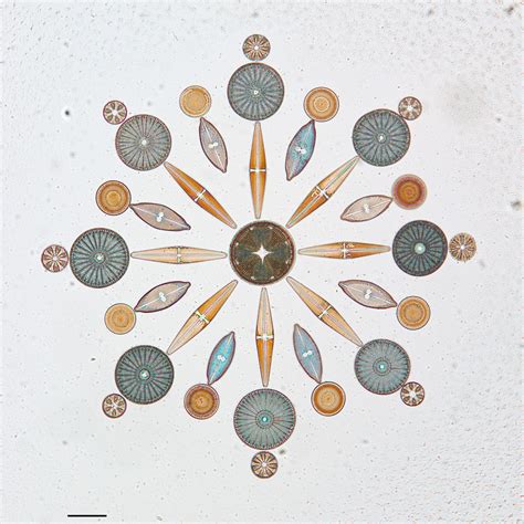 Arranged Diatoms On Microscope Slides In The California Ac Flickr