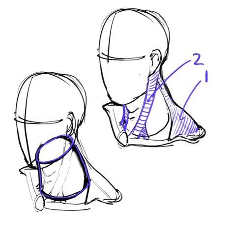 How To Draw The Neck A Step By Step Guide Gvaats Workshop Draw