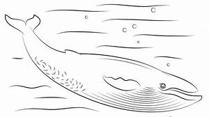 Ausmalbild Süßer Blauwal Ausmalbilder kostenlos zum ausdrucken