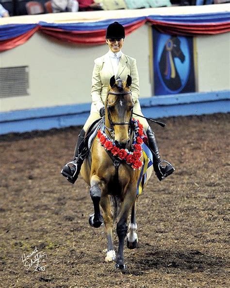 Lucky Strike Wc Hunter Pleasure Junior Exhibitor 16 17 Morgan Horse