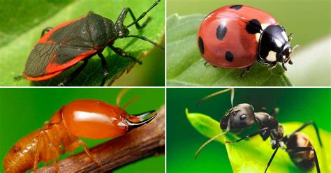 Tipos De Insectos Qué Son Y Características Mundo Insectos