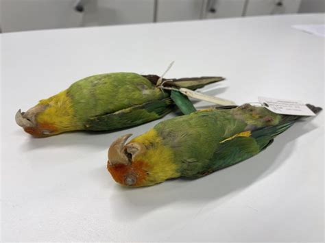 A Great Slaughter The Extinction Of The Carolina Parakeet National