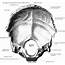 Inner Surface Of The Occipital Bone  ClipArt ETC