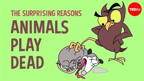 The Surprising Reasons Animals Play Dead