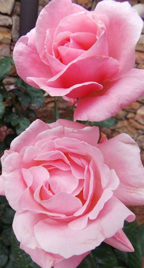 Queen elizabeth national park is large. March | 2013 | The Graceful Gardener | Hybrid tea roses ...