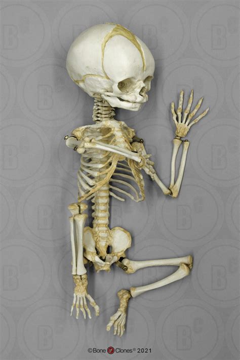 Articulated Flexible Human Fetal Skeleton 32 Weeks Bone Clones Inc