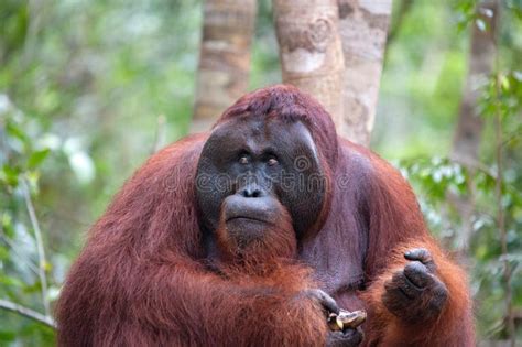 Wild Male Alpha Orangutan In The Flooded Forest In Borneo Stock Image