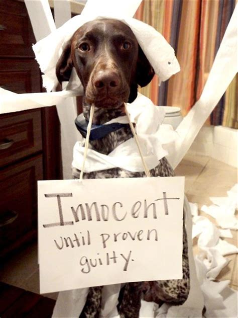 Funny Dog Shaming Pictures Dump A Day