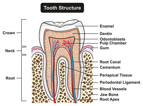 A Labeled Diagram Of The Teeth