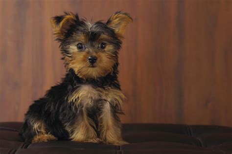 50 Very Cute Yorkshire Terrier Puppy Pictures And Photos