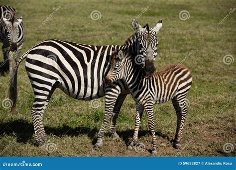 Baby Zebra And Her Mother Stock Image Image Of Africa 59683827