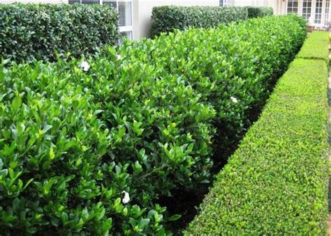 Over 200 acres of hedges and tropical plants ready for delivery. Gardenia 'Florida' White Flowering Hedge | Pool Landscape ...