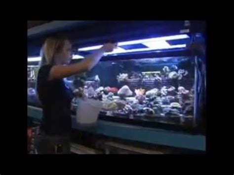 Saltwater fish aren't the only ones with exotic colors! Gerbers Tropical Fish - YouTube