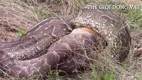Giant Anaconda Attacks Human Giant Anaconda Attacks Cow Giant Snake