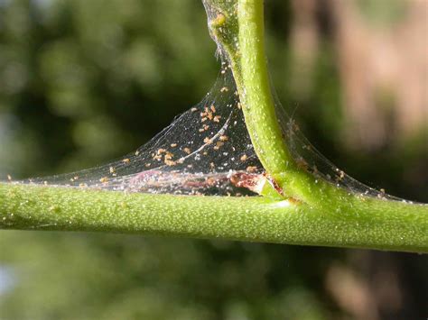 Spider Mite Bites Plants Learn How To Spot And Treat At The First