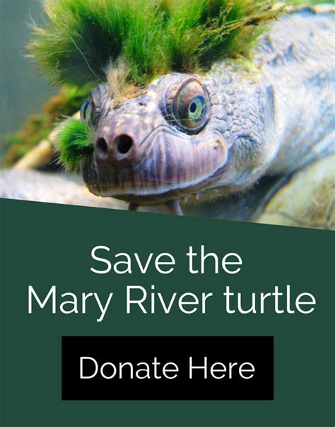 releasing mary river turtle hatchlings with trackers mary river turtle