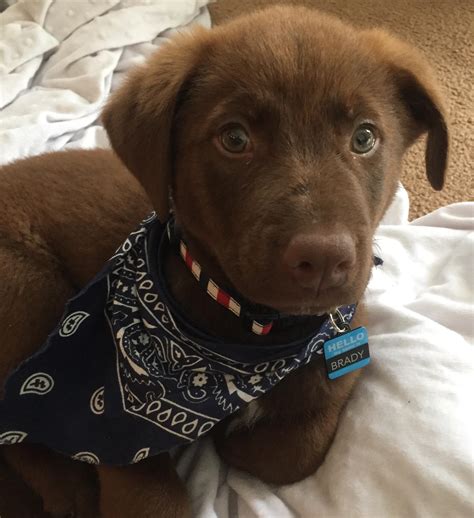 Chocolate Lab Australian Shepherd Mix Puppies Australian Shepherd