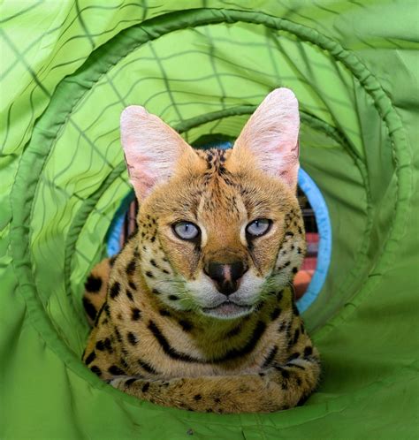 Leptailurus serval), — хищное млекопитающее семейства кошачьих. Serval cat owner rails against Ottawa's exotic animal ...