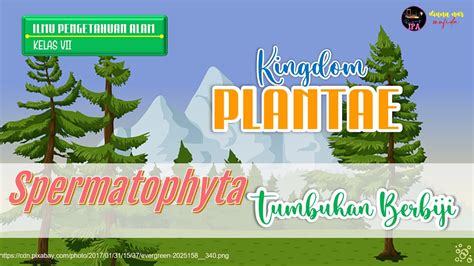 Kingdom Plantae Part Tumbuhan Berbiji Spermatophyta Biologi The Best Porn Website