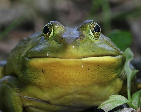 Bullfrog Face Off Photograph By Doris Potter Fine Art America