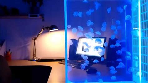 100 Pet Jellyfish In A Pulse 80 Jellyfish Tank By Cubic Pet Jellyfish