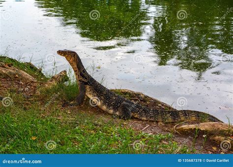 Large Adult Asian Water Monitor Scientific Name Varanus Salvator At