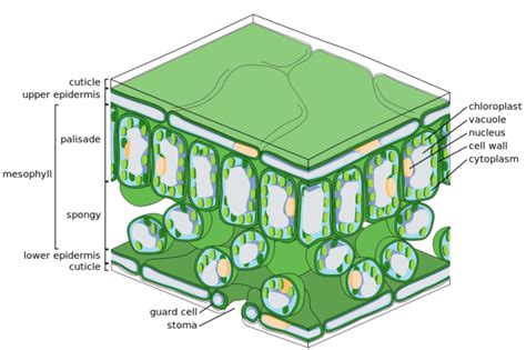 Plant cell walls provide structure to the cell, and to the plant. 8.1B: Main Structures and Summary of Photosynthesis ...