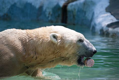 Polar Bear In Bronx Zoo Ny Ng1357 Flickr